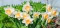 Spring flowers daffodils blossomed in garden Royalty Free Stock Photo