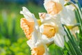 Spring flowers daffodils blossomed in garden Royalty Free Stock Photo