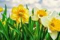 Spring flowers daffodils. Flower background on sky background