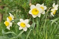 Spring flowers of daffodils grow on a flower bed