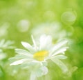 Spring flowers daisy and grass with sunlight