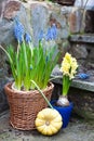 Spring flowers decoration bulb flowers grape hyacinth Muscari and yellow hyacinth in handmade wickery basket and pumpkin baby boo