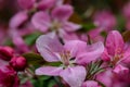 Spring flowers Royalty Free Stock Photo