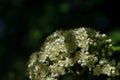 Spring flowers Royalty Free Stock Photo