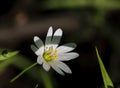 Spring flowers Royalty Free Stock Photo