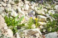 Spring flowers in the desert