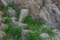 Spring flowers in the desert