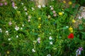 Spring flowers in the desert