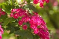 Spring Flowers of the Double Pink Hawthorn in a Woodland Garden Crataegus laevigata `Rosea Flore Pleno`. Royalty Free Stock Photo
