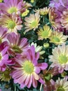 Spring flowers for Easter or gift for a woman who does not like Roses. Background image