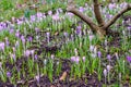 Spring Flowers Emerging