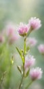 Spring flowers emerging gently, a burst of life in a minimalist landscape. Softly out of focus, lending an ethereal charm