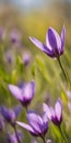 Spring flowers emerging gently, a burst of life in a minimalist landscape. Softly out of focus, lending an ethereal charm