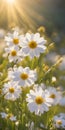 Spring flowers emerging gently, a burst of life in a minimalist landscape. Softly out of focus, lending an ethereal charm