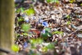 Spring flowers Europe. Noble mayflower Hepanca nobilis . Blue eyes of spring with long eyelashes, drops tears rain call this Royalty Free Stock Photo