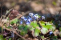 Spring flowers Europe. Noble mayflower Hepanca nobilis . Blue eyes of spring with long eyelashes, drops tears rain call this Royalty Free Stock Photo