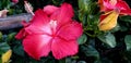 Spring Flowers - Fancy Hibiscus Close Up