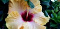 Spring Flowers - Fancy Hibiscus Close Up