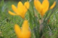 Spring flowers in the feld. Germany Wolfsburg