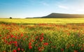 Spring flowers in field. Beautiful landscape.