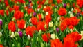 Spring flowers: a field of red and white tulips in Keukenhof garden, The Netherlands