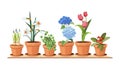 Spring flowers. Floral decorative interior elements. Isolated tulips in pot, houseplant on shelf vector illustration