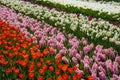 Spring flowers, floral nature background, gardening Keukenhof garden, Lisse, the Netherlands Royalty Free Stock Photo