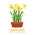 Spring flowers in flower pots. Irises, lilies of valley Royalty Free Stock Photo