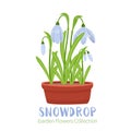 Spring flowers in flower pots. Irises, lilies of valley Royalty Free Stock Photo