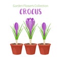 Spring flowers in flower pots. Irises, lilies of valley, tulips, narcissuses, crocuses and other primroses. Garden Royalty Free Stock Photo