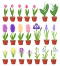 Spring flowers in flower pots. Irises, lilies of valley, tulips, narcissuses, crocuses and other primroses. Garden Royalty Free Stock Photo