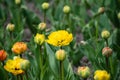 Spring flowers in the flowerbed, many yellow tulips