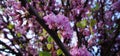 Lilac tree in a spring day in a greek town