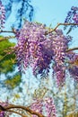 Flowered wisteria in garden Royalty Free Stock Photo