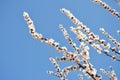 Spring flowers. Flowering fruit trees in spring