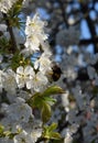 Spring flowers