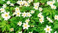 Spring flowers in the forest background with copy space. Snowdrop windflower meadow close up photo. White anemone flowers banner