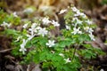 Spring flowers in forest. Isopyrum thalictroides Royalty Free Stock Photo
