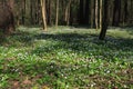 Spring flowers in the forest