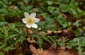 Spring flowers in forest - wood anemone, windflower, thimbleweed, smell fox Anemone nemorosa