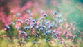 Spring flowers forget me not blooming in garden, close up