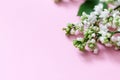 Spring flowers. Frame of twigs of blooming white lilac on a pink background. top view. place for text Royalty Free Stock Photo