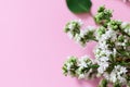 Spring flowers. Frame of twigs of blooming white lilac on a pink background. top view. place for text Royalty Free Stock Photo