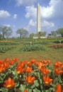 Spring Flowers in front of Washington Monument, Washington, D.C.