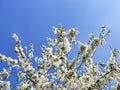 Spring flowers on fruit tree in garden cherry blossom on blue sky background Royalty Free Stock Photo