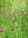 Spring flowers in full bloom stamens detail petals pretty gardens meadow flowers plants Royalty Free Stock Photo