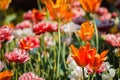 Spring flowers in full bloom on a sunny May day at the Frederik Meijer Gardens in Grand Raids Michigan