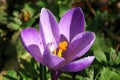 Spring flowers in a garden.