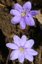 Spring flowers in a garden.