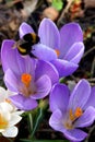 Spring flowers in a garden.